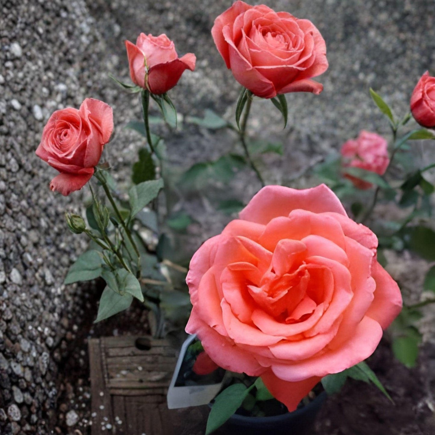Tropicana Rose Hybrid Tea Plant – Orange Blooms, 1 Gallon, Rosa spp. Perennial Shrub for Garden Beds & Landscape