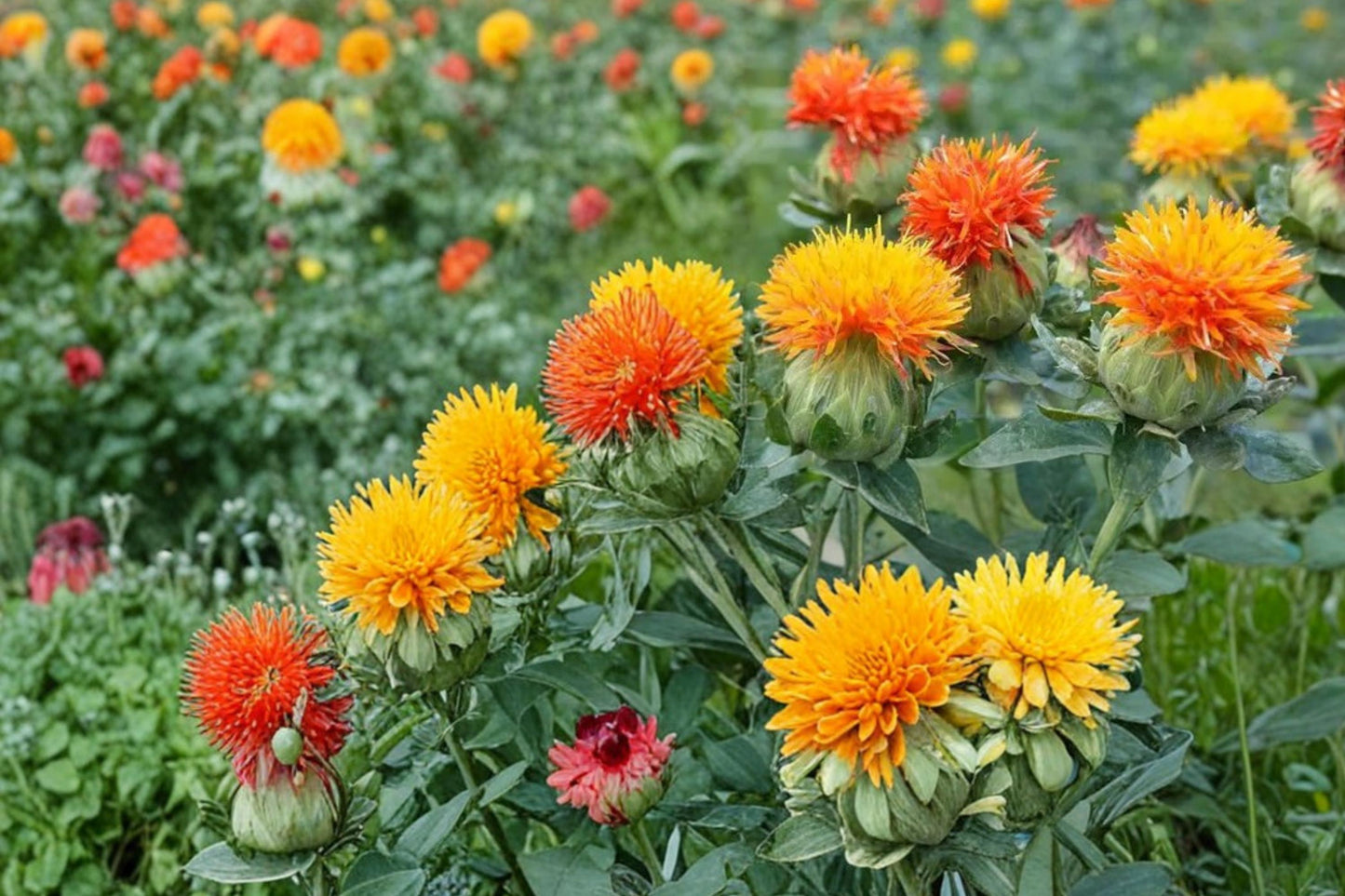 Zanzibar Safflower Seeds – Carthamus tinctorius – Ornamental Annual Flower for Garden & Floral Arrangements