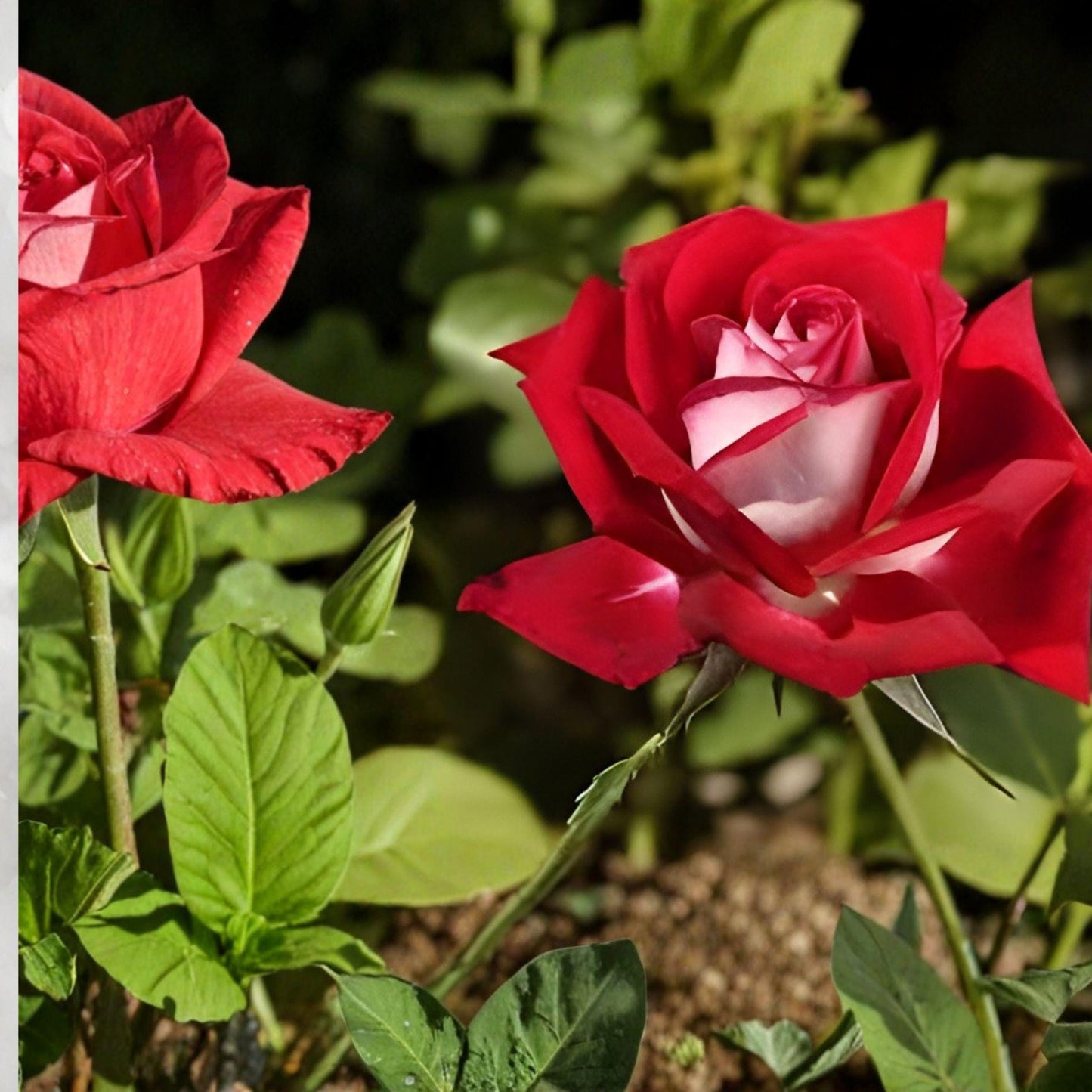 Snowfire Rose Live Plant – 1 Gallon Hybrid Tea Red and White Bicolor Shrub Rosa spp.