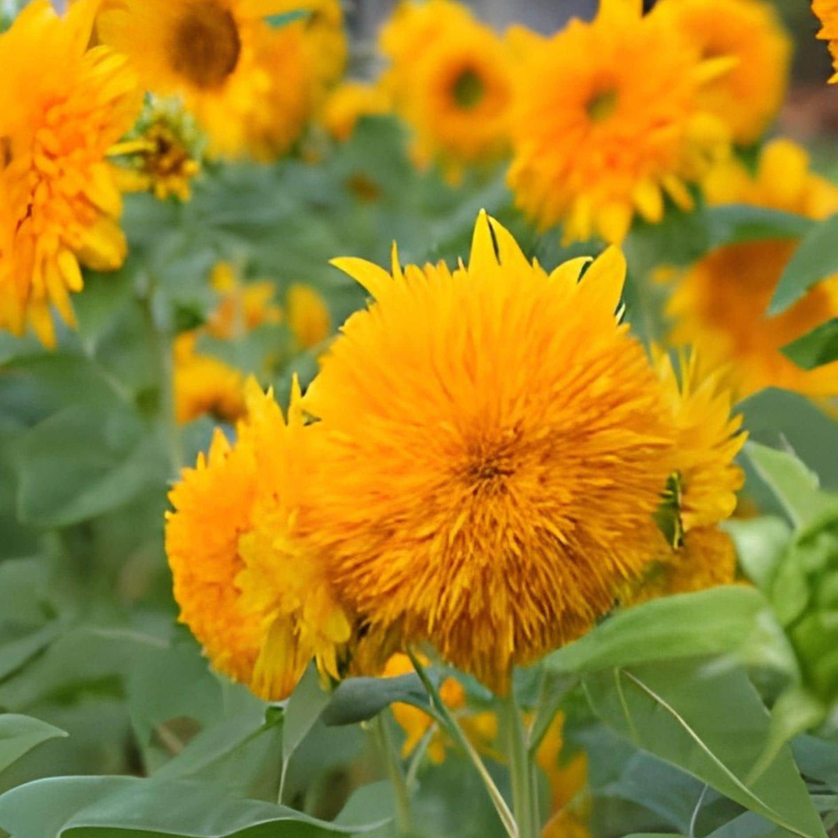 Teddy Bear Sunflower Seeds – Dwarf Helianthus annuus with Double Golden-Yellow Blooms for Garden & Container Planting