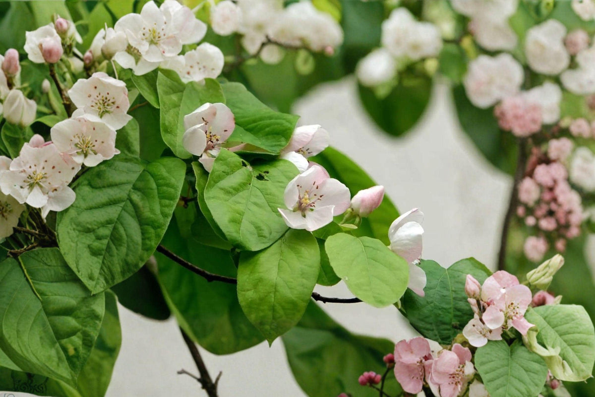 Pink Flowering Quince Bare Root Plant – Cydonia oblonga, Ornamental Tree for Garden, Early Blooming, Full Sun, USDA Zones 5-9