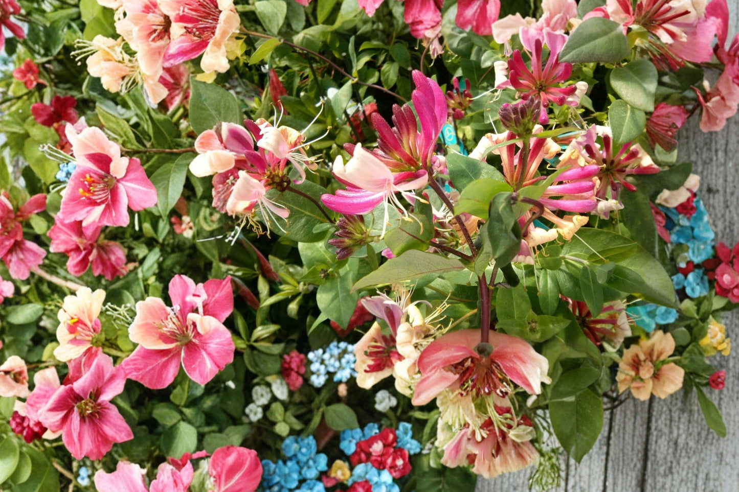 Pink Honeysuckle Bare Root Plant – Lonicera spp. Climbing Vine with Fragrant Pink Flowers for Garden Trellises