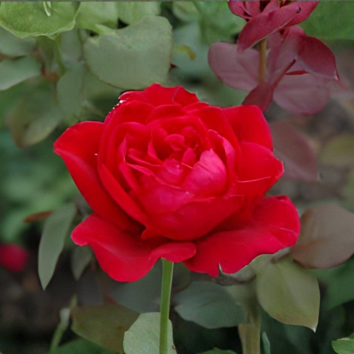 Mr. Lincoln Rose Plant – 1 Gallon Hybrid Tea Red Flowering Shrub Rosa spp.