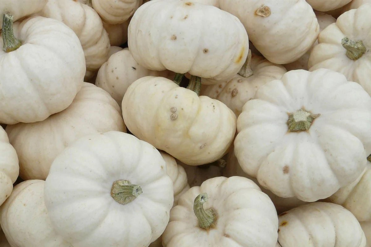 White Queen Pumpkin Seeds - Heirloom Non-GMO, Smooth Pale Fruit, Vining Plant for Fall Decor and Seasonal Displays