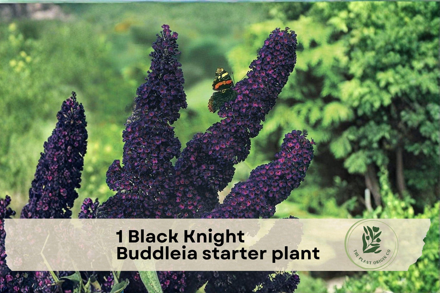 Black Knight Buddleia Starter Plant | Butterfly Bush Shrub with Deep Purple Blooms | Buddleia davidii for Pollinator Gardens