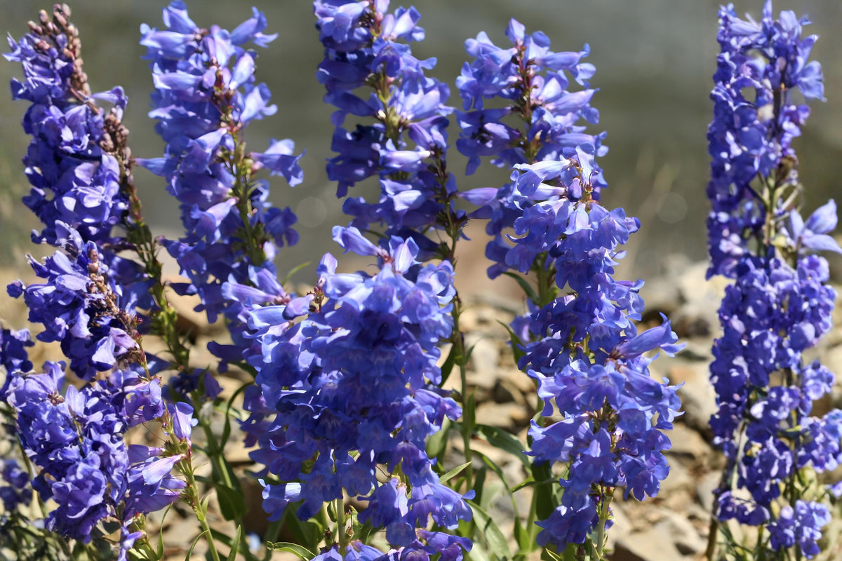 Pagoda Penstemon Seeds, Native Wildflower, Drought Tolerant, Pollinator Attracting, Penstemon angustifolius, Xeriscape Plant