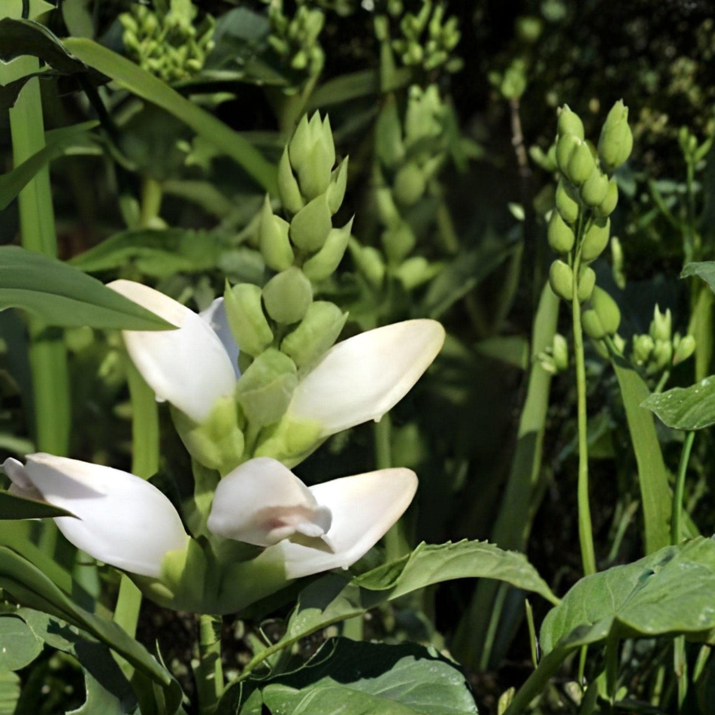 White Turtlehead Seeds | Chelone Glabra | Native Perennial with White Blooms | Pollinator-Friendly Garden Plant