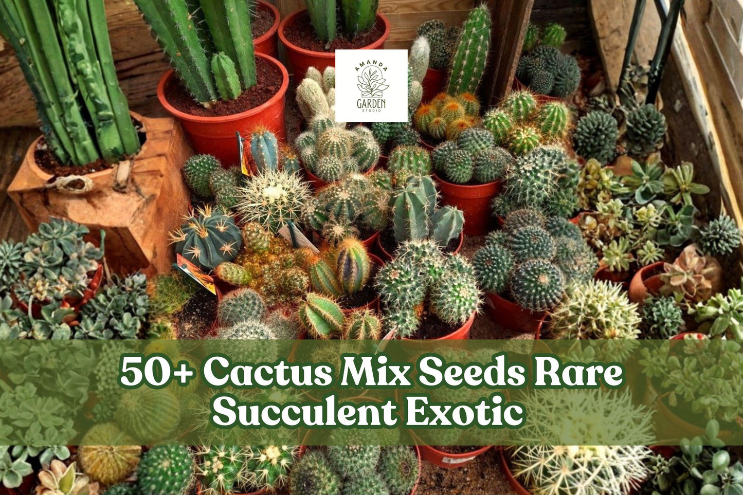 50+ Cactus Seeds Mix - Rare Succulent Cactaceae Variety for Indoor & Outdoor Growth