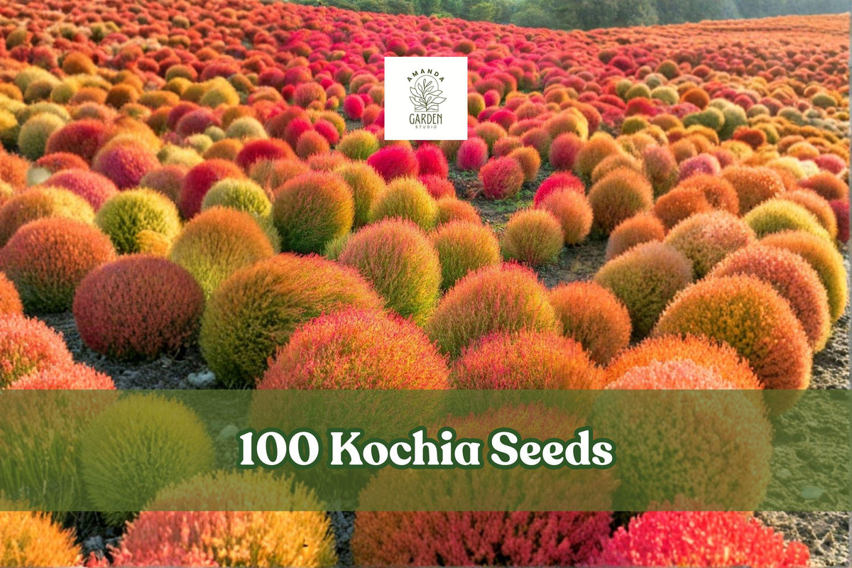 Kochia Seeds 100 Pack - Burning Bush, Summer Cypress, Color-Changing Foliage, Bassia scoparia, Ornamental Garden Plant