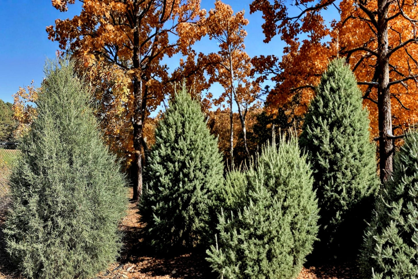 Rocky Mountain Juniper Seeds, Evergreen Conifer, Blue-Green Foliage, Juniperus scopulorum, Drought Tolerant, Landscape Plant
