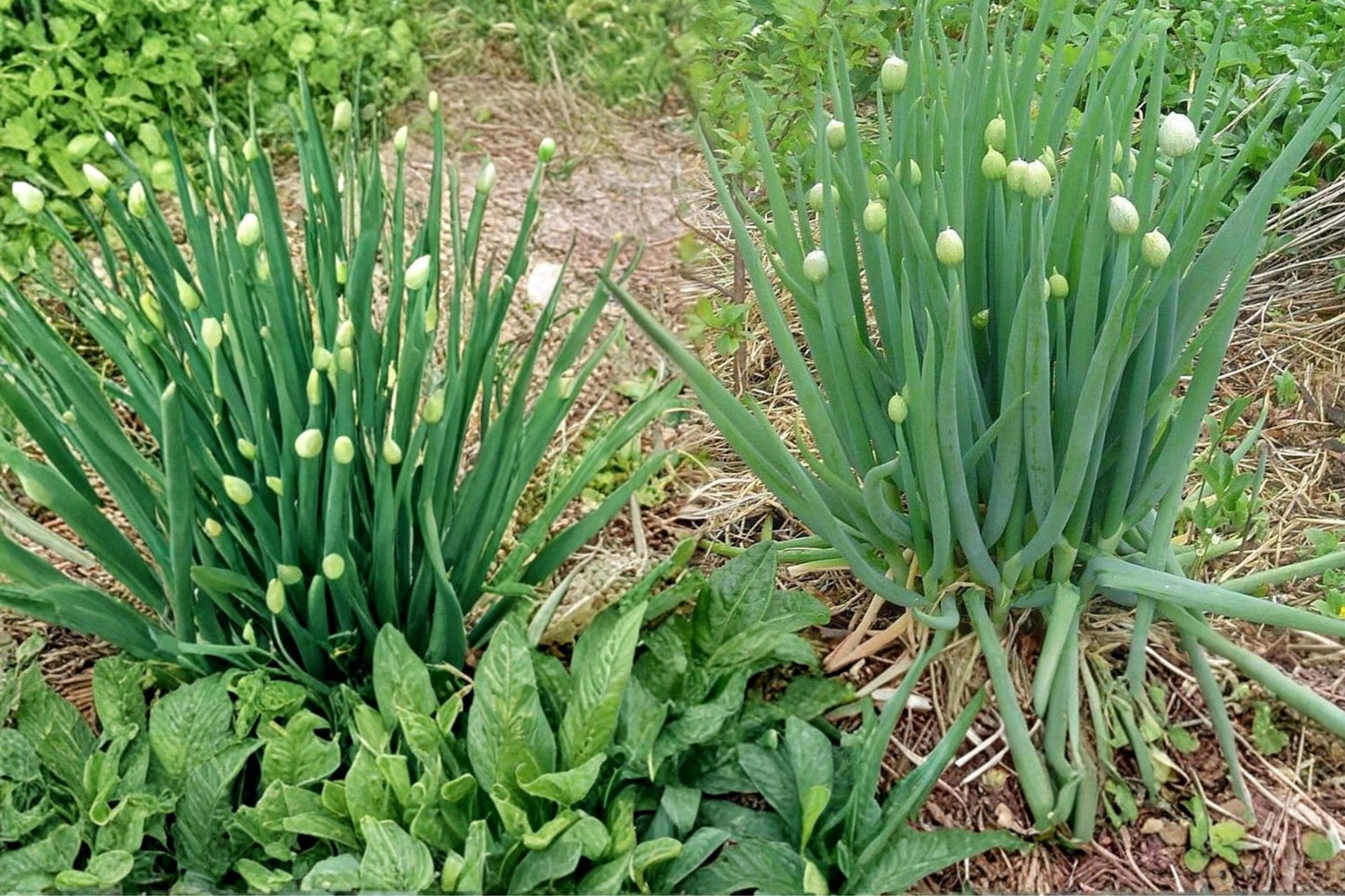 Nebuka Bunching Onion Seeds – Allium fistulosum Herbaceous Vegetable for Garden Beds & Containers, Green Onion, Spring Onion