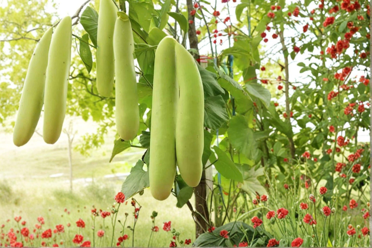 Cucuzzi Gourd Seeds – Lagenaria siceraria Herbaceous Climbing Vine for Garden Trellises and Fences