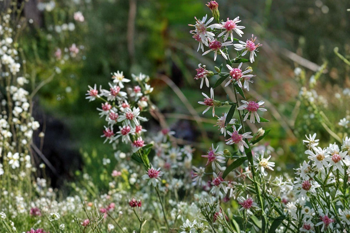 Calico Aster Seeds – Symphyotrichum lateriflorum – Native Perennial with White Flowers, Pollinator Plant, Meadow & Woodland Garden