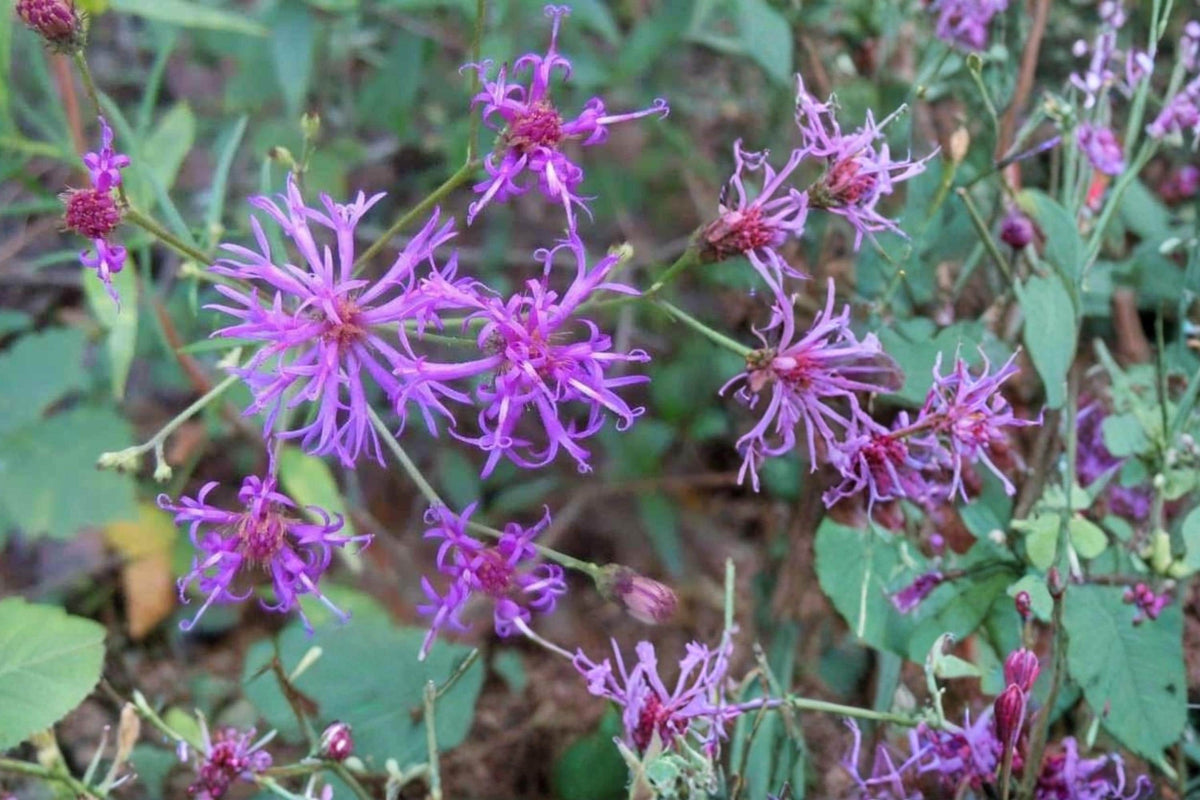 Narrow Leaf Ironweed Seeds – Vernonia angustifolia – Purple Wildflower Perennial for Prairie and Meadow Gardens