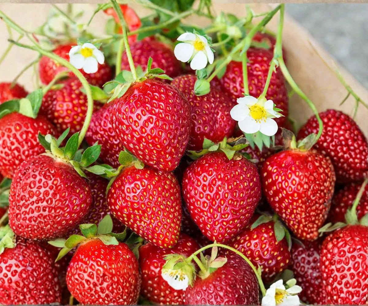 Ozark Beauty Strawberry Plants - 25 Bare Root Everbearing Fragaria × ananassa for Outdoor Garden, Sweet Fruit, Full Sun