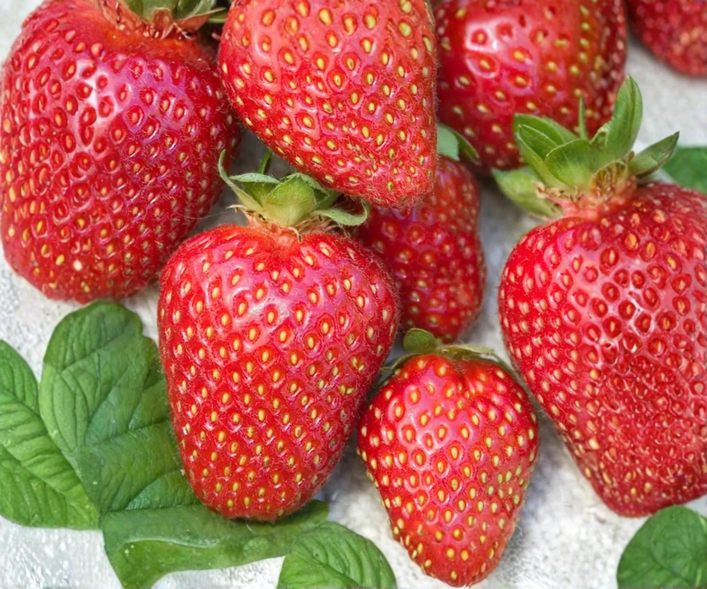 Allstar June-Bearing Strawberry Plants – 10 Bare Root Live Plants for Large, Sweet, Juicy Berries – Edible Perennial Garden Crop