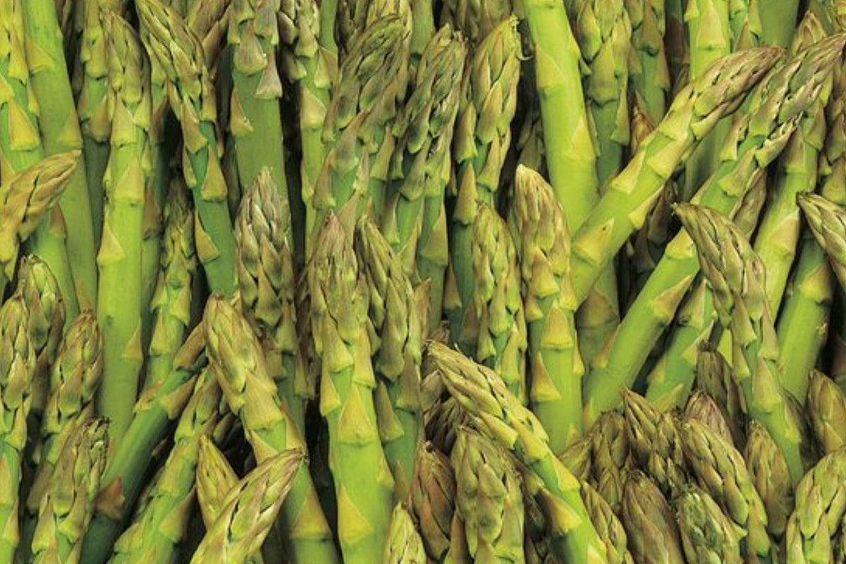 Mary Washington Asparagus Seeds – Organic Heirloom Perennial Vegetable, 100+ Seeds for Long-Lasting Green Spears