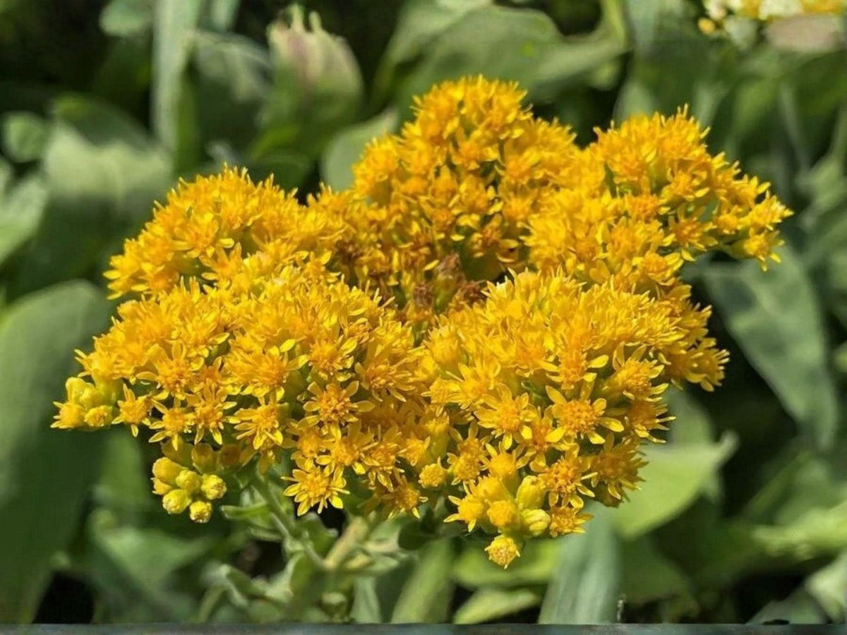 Stiff Goldenrod Seeds – Native Wildflower for Pollinator Gardens – Solidago rigida – Heirloom Non-GMO Perennial Seed