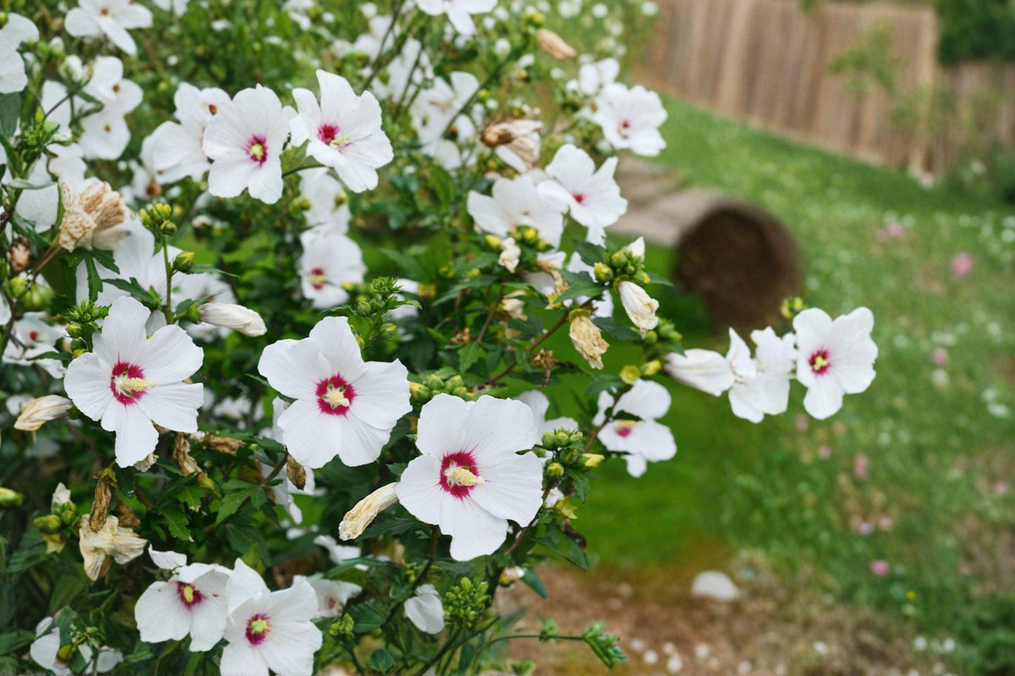 White Hardy Hibiscus Plant – Hibiscus grandiflorus, Perennial Flowering Plant with White & Red Blooms, Bare Root Seedling