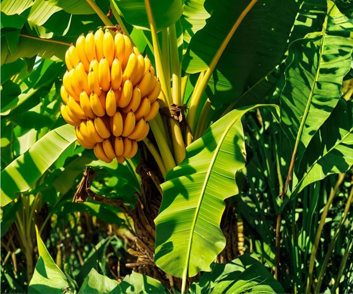 Dwarf Cavendish Banana Tree Live Plants Set of 4, Tropical Indoor Outdoor, Fast Growing, Lush Green Foliage, Container Garden