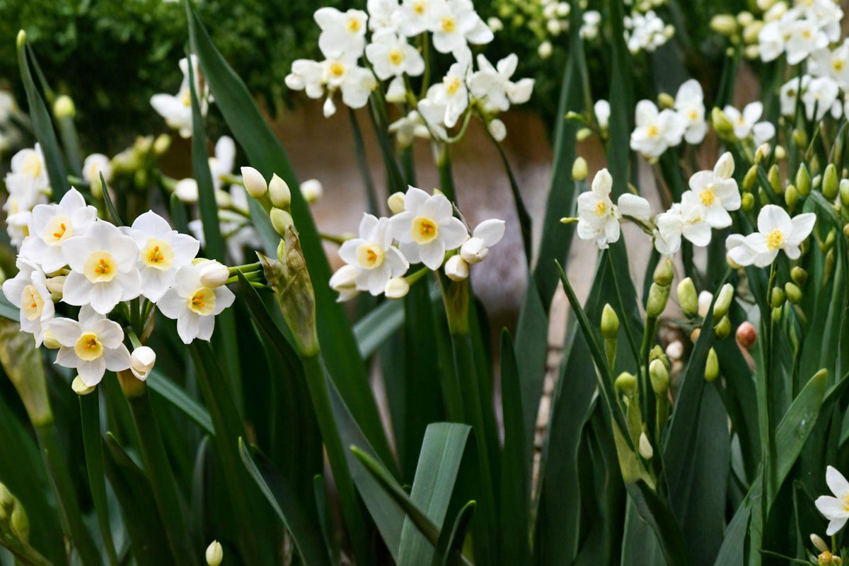 Twin Sister Daffodil Bulbs – Narcissus medioluteus, White with Yellow Cups, Heirloom Flowering Bulb, Perennial Garden Plant