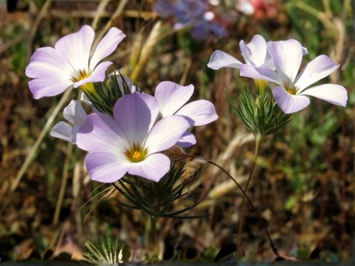Mountain Phlox Seeds – Heirloom Non-GMO Wildflower Garden Planting Linanthus grandiflorus