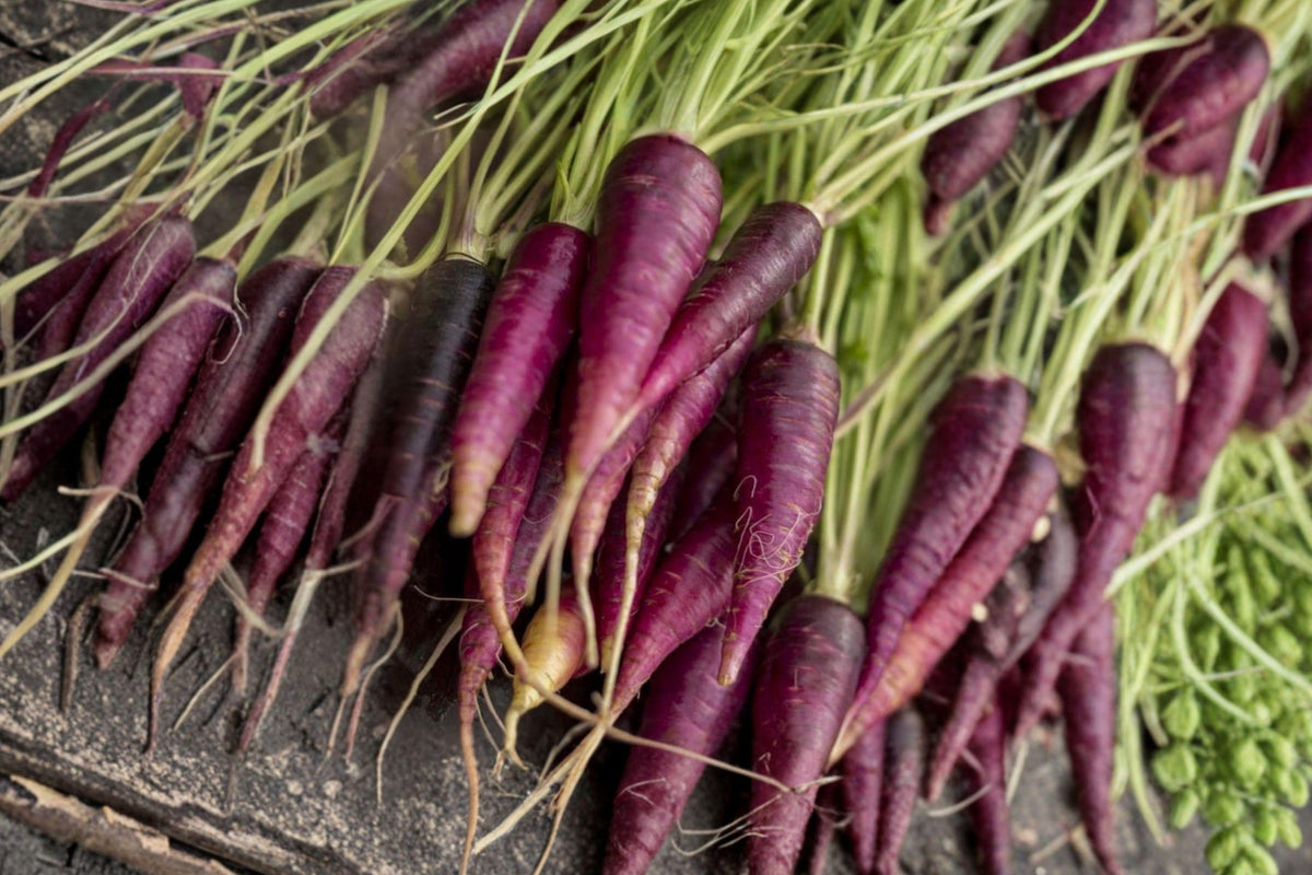 Purple Dragon Carrot Seeds – Organic Non-GMO Heirloom Root Vegetable for Garden, Raised Bed, Container Cultivation