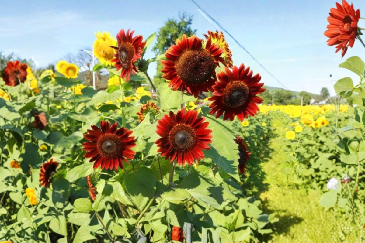 Red Sun Sunflower Seeds - Rare Heirloom Non-GMO, Bold Crimson Blooms, Garden Flower Seeds, Ornamental Sunflowers