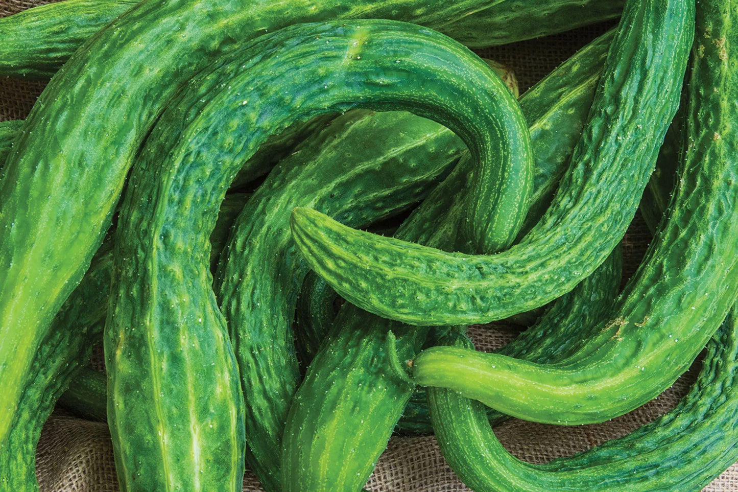 Suyo Long Cucumber Seeds - Rare Heirloom, Non-GMO, Burpless, High Yield Asian Garden Planting, 25+ Seeds