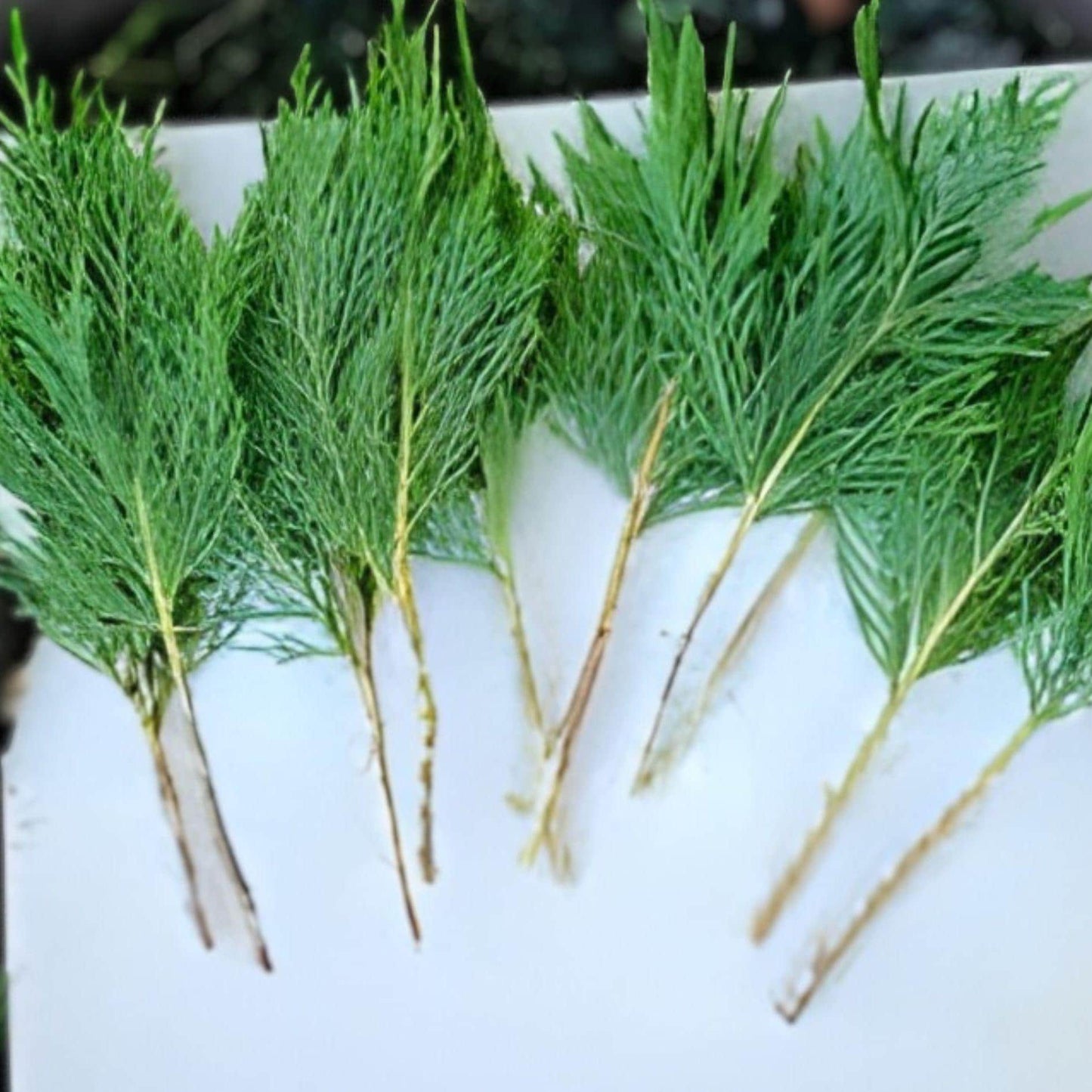 Leyland Cypress Cuttings | Unrooted 15 Pack | Evergreen Privacy Tree | Cupressus × leylandii | Fast Growing Hedge Plant