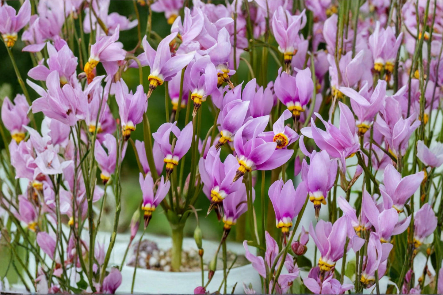 Midland Shooting Star Seeds – Dodecatheon meadia Herbaceous Perennial with Pink to Lavender Flowers, Native Wildflower Seed