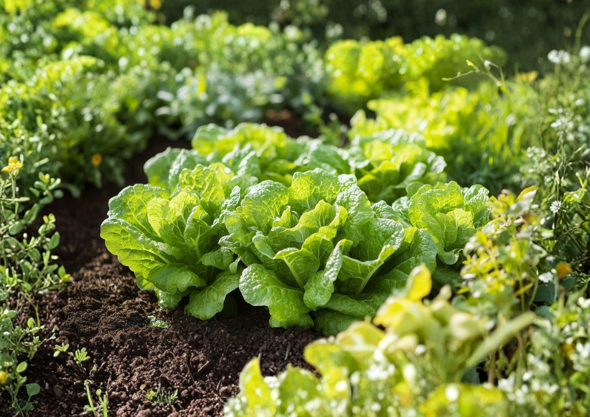 Oakleaf Lettuce Seeds, Heirloom Organic Non-GMO, Loose Leaf Greens, Salad Vegetable, Lactuca sativa