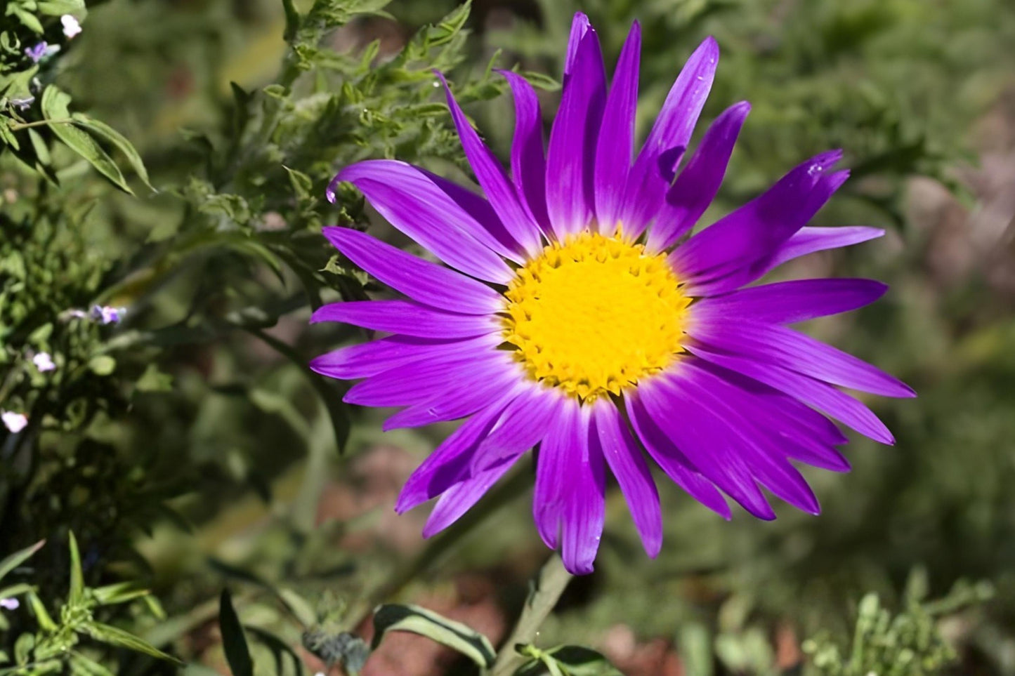 Tahoka Daisy Seeds 100 Pack | Native Wildflower with Purple Lavender Blooms | Machaeranthera tanacetifolia