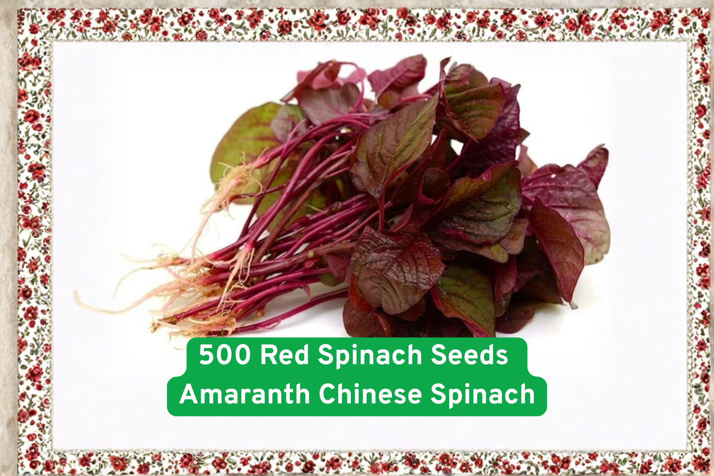 Red Spinach Seeds, Amaranthus tricolor, Edible Leafy Green, Fast-Growing Superfood, Ornamental & Edible, 500 Seeds