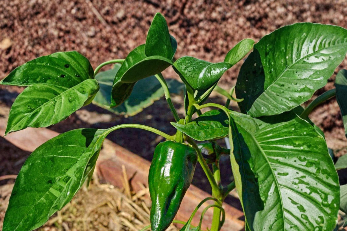 Ancho Poblano Pepper Seeds – Capsicum annuum, Mild Heat, Green to Red Fruits, Herbaceous Annual for Garden Beds & Containers