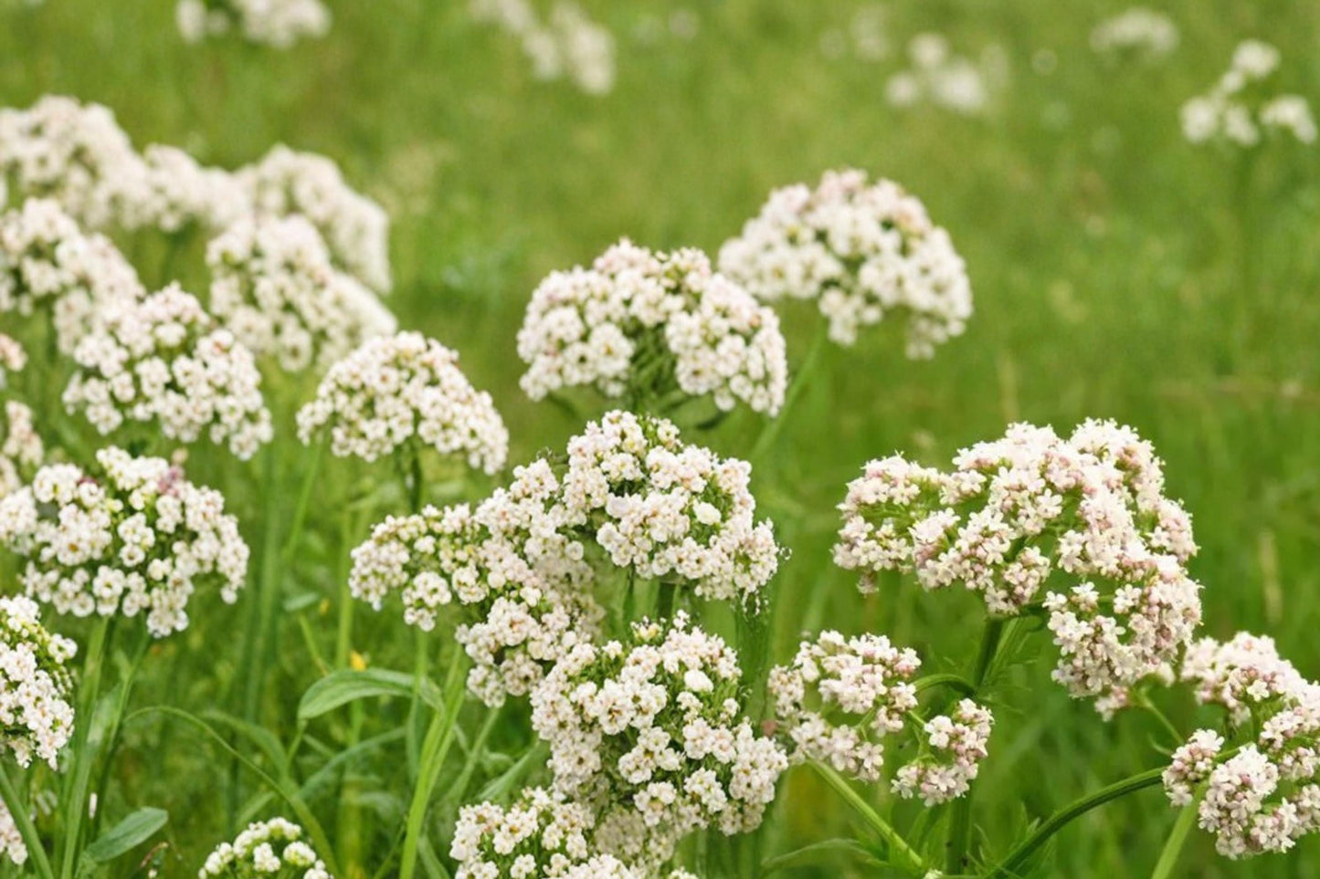 Anise Seeds 100 Pack – Pimpinella anisum Herbaceous Annual with White Flowers for Herb Gardens and Borders