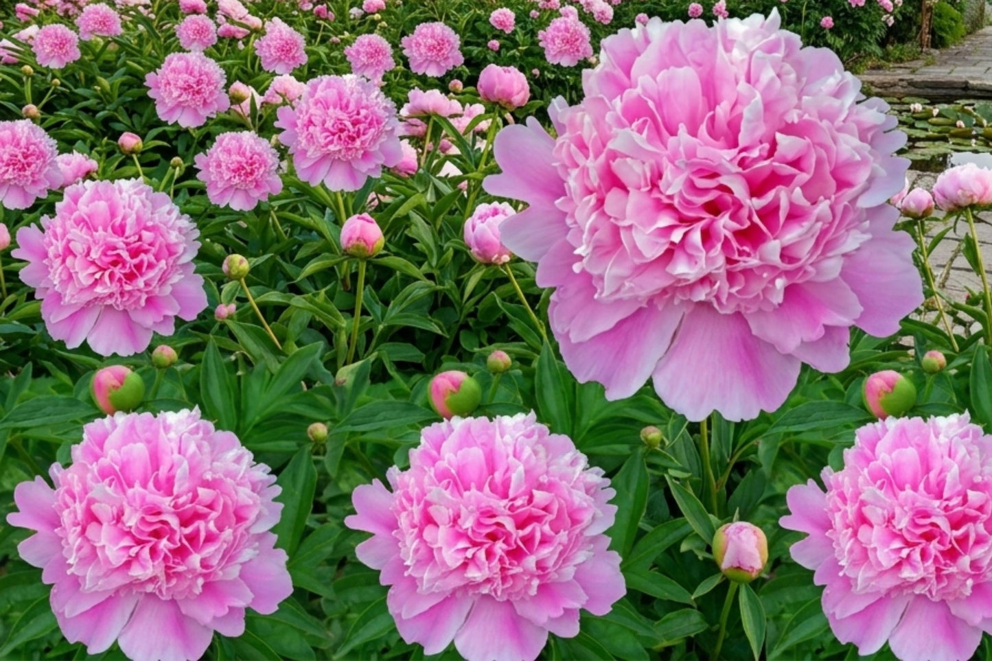 Sarah Bernhardt Peony Root Bulb - Pink Double Flower Perennial - Paeonia lactiflora - Live Garden Plant for Borders & Cut Flowers