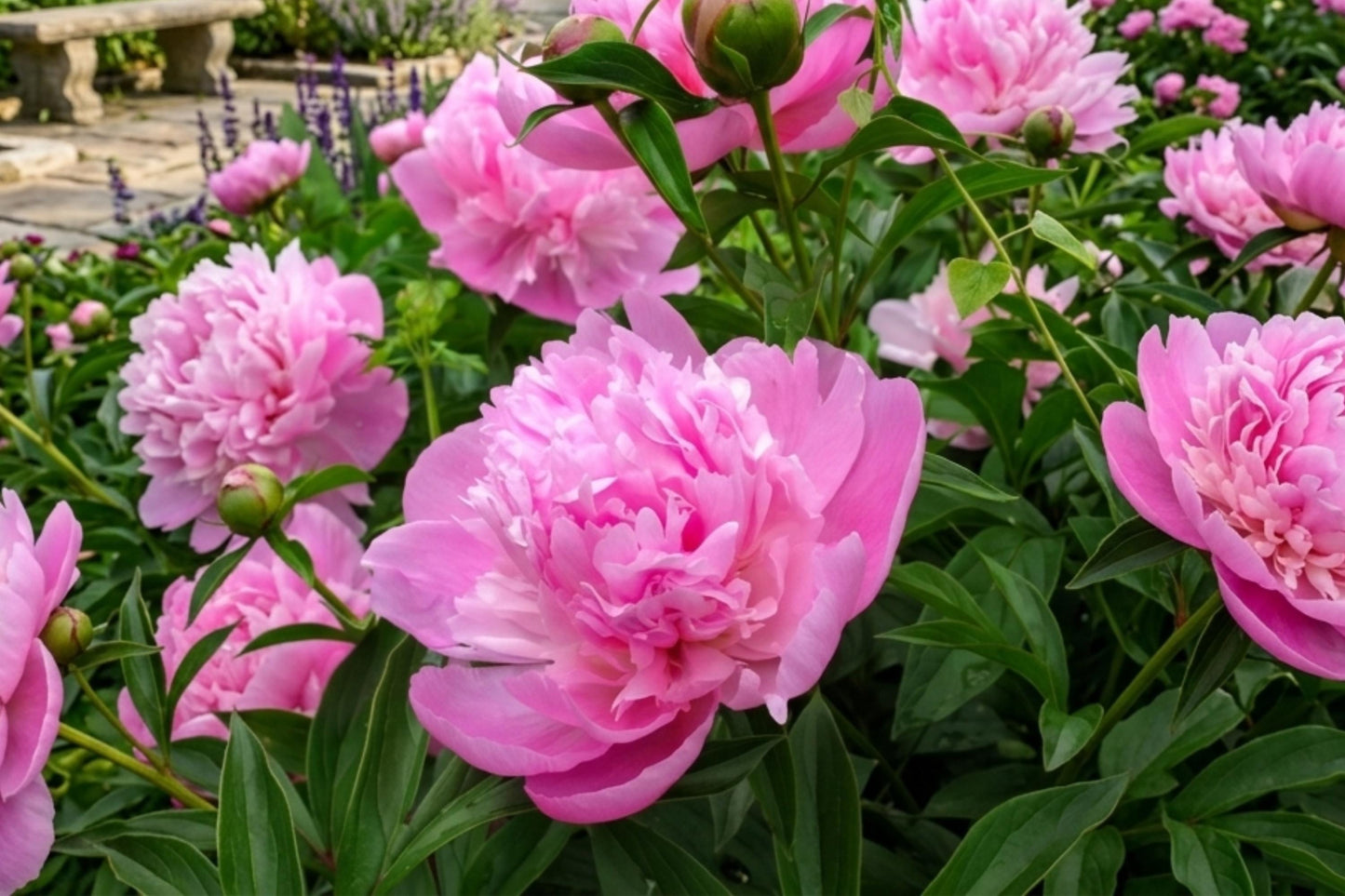 Sarah Bernhardt Peony Bare Root – Double Flower Perennial Bulb – Fragrant Pink Blooms – Paeonia lactiflora 'Sarah Bernhardt'