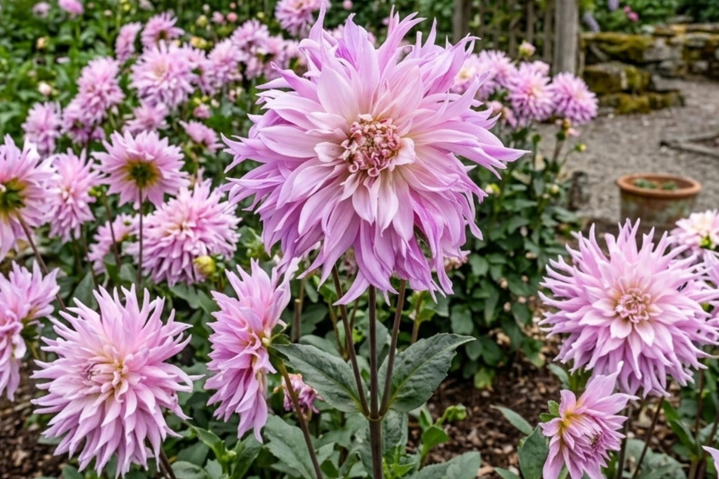 Dinnerplate Dahlia Bulb Clump Labyrinth Two Tone Dahlia pinnata Large Flowering Tuber