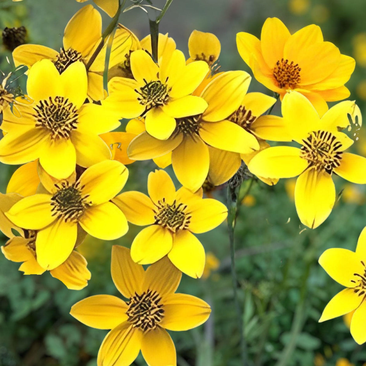 Swamp Marigold Seeds | Bidens aristosa | Native Wildflower with Yellow Blooms | 30 Seeds