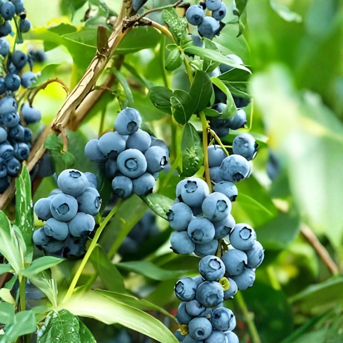 Blueray Blueberry Plants – Live Fruit-Bearing Shrubs for Garden, Edible Landscape, Vaccinium corymbosum