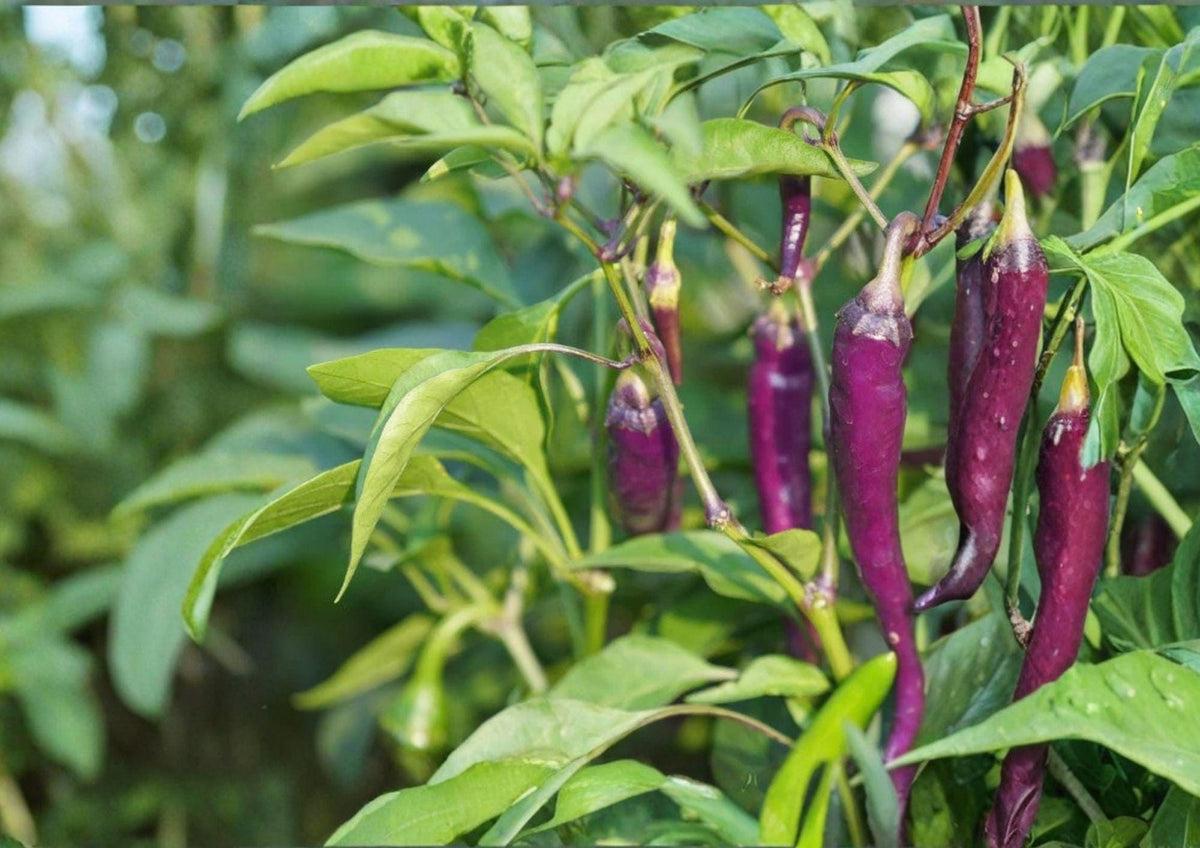 Purple Cayenne Pepper Seeds – Heirloom Non-GMO Hot Pepper Seeds for Garden, Vibrant Purple Chili Pods, Spicy High-Yield Planting