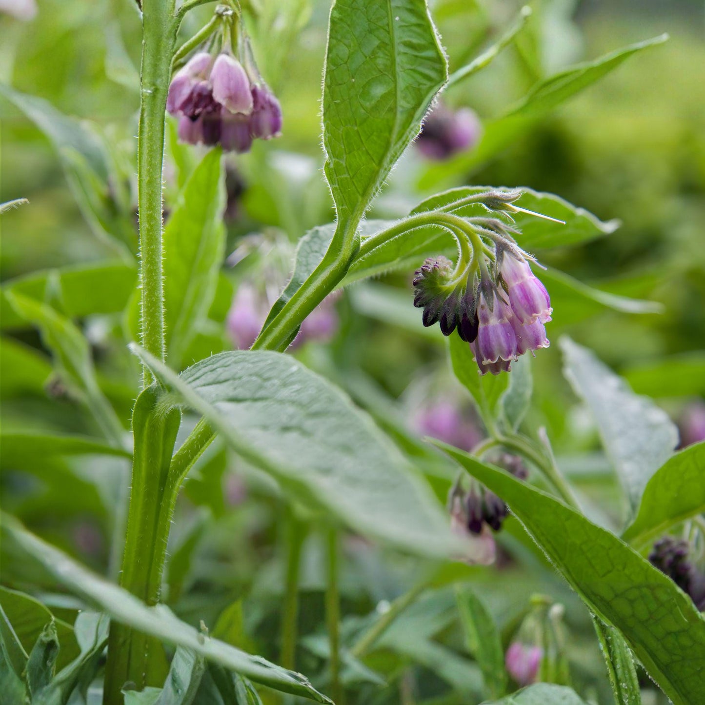 Bocking 14 Comfrey Root Cuttings – Organic Fertilizer Plant for Permaculture Gardens – Symphytum officinale