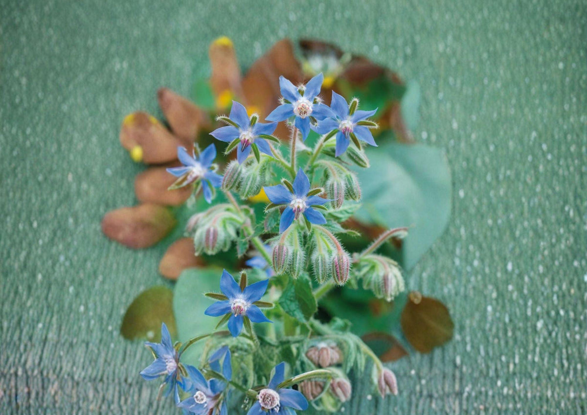 Borage Herb Seeds, Heirloom Non-GMO, Edible Blue Star Flowers, Pollinator Friendly, Culinary & Medicinal Herb Seeds