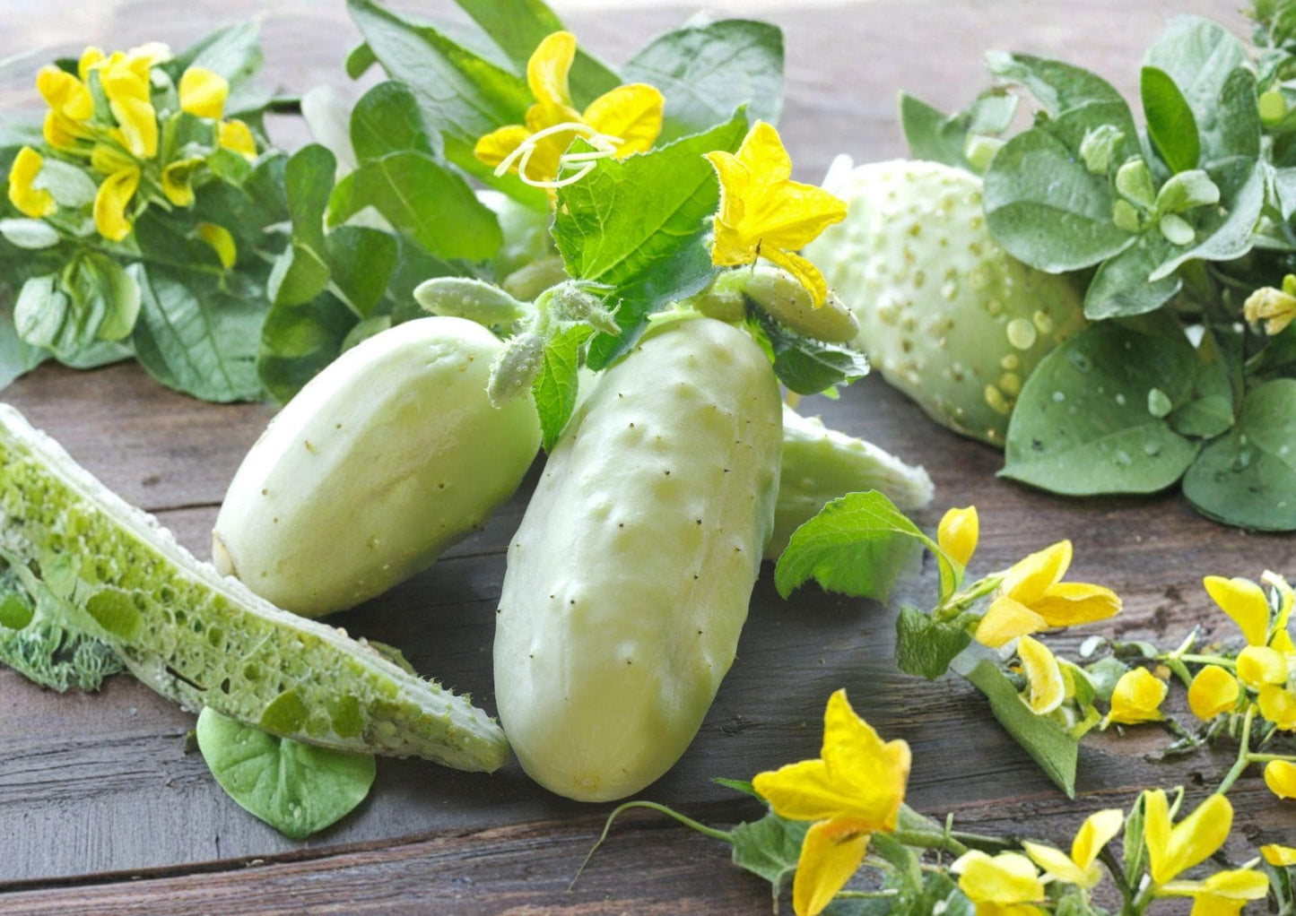 White Wonder Cucumber Seeds – Heirloom Non-GMO Pale White Crisp Vegetable Seeds for Garden Planting