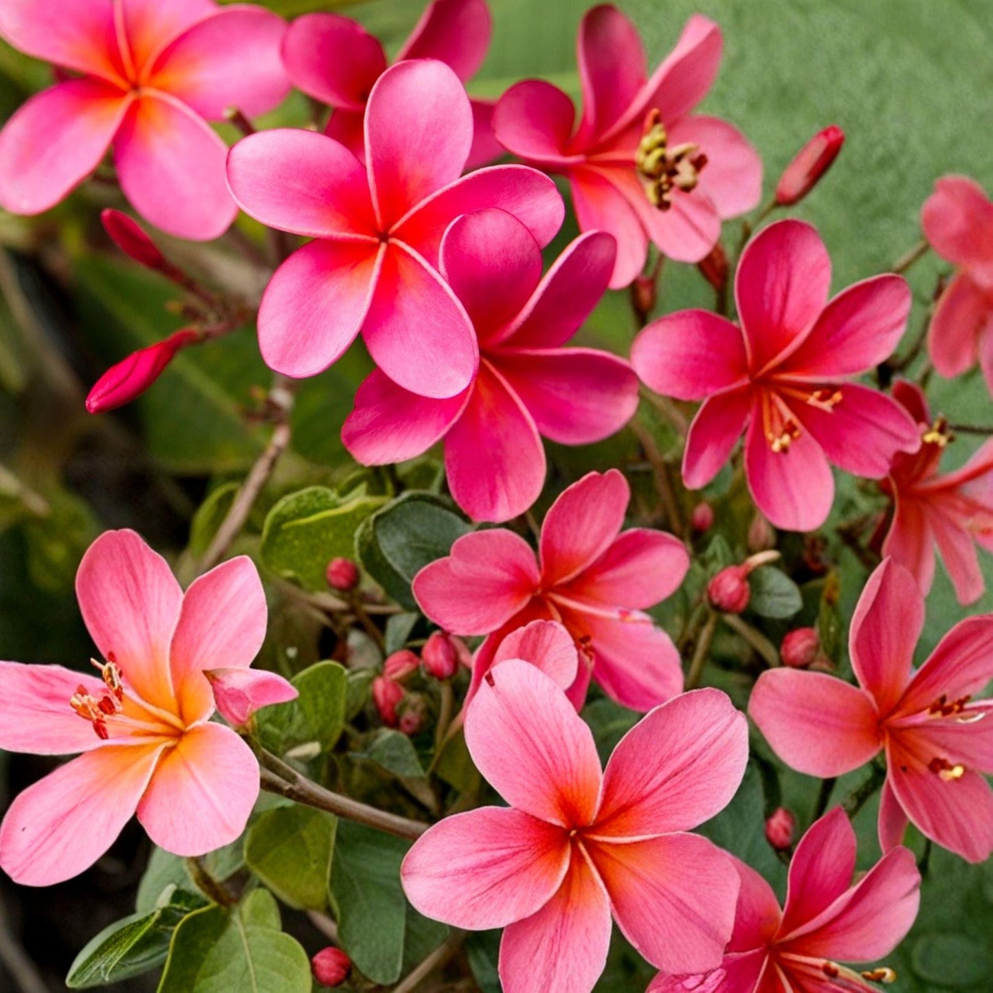 Pink Plumeria Frangipani Cuttings – Tropical Flowering Plant, 2 Unrooted 10-Inch Live Propagation Sticks, Plumeria rubra