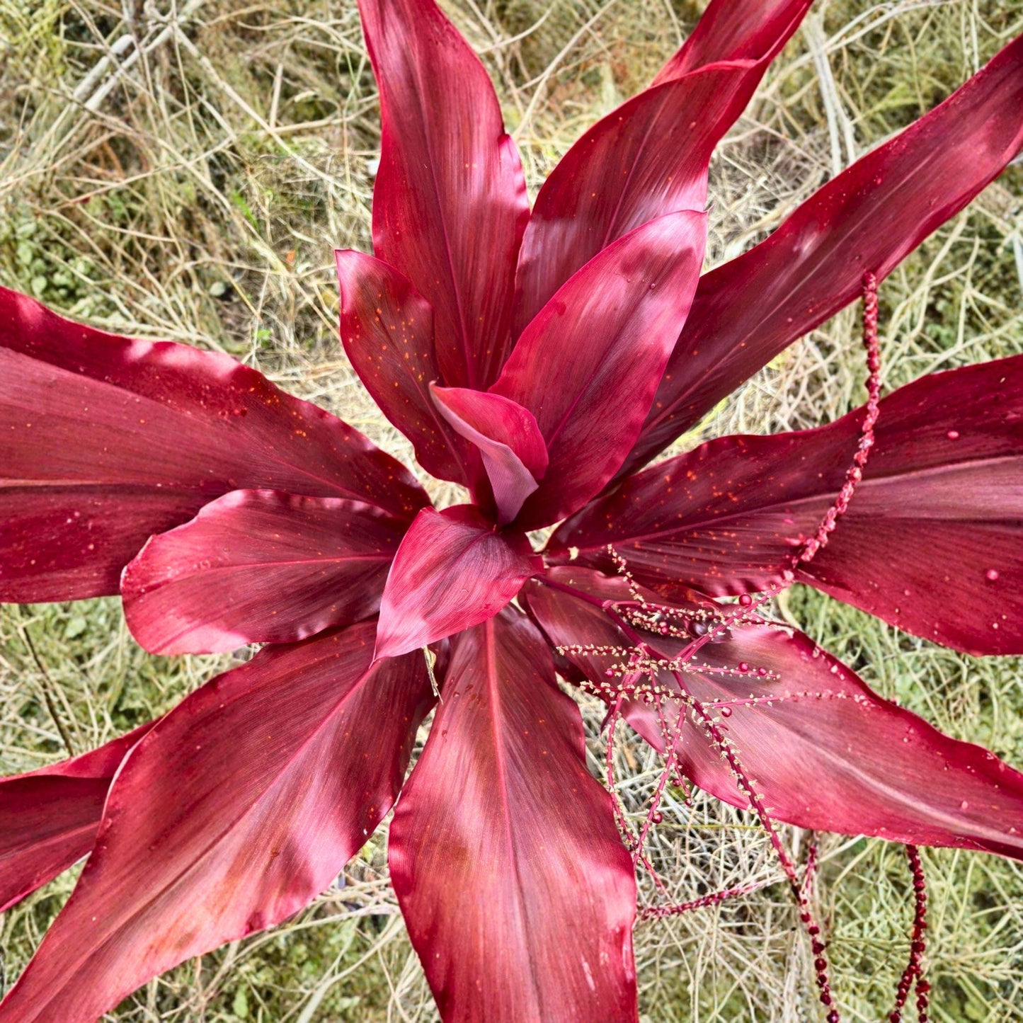 Cordyline fruticosa Lilinoe Red Ti Leaf Cuttings – Tropical Red Foliage Starter Logs for Propagation, Live Plant Cuttings