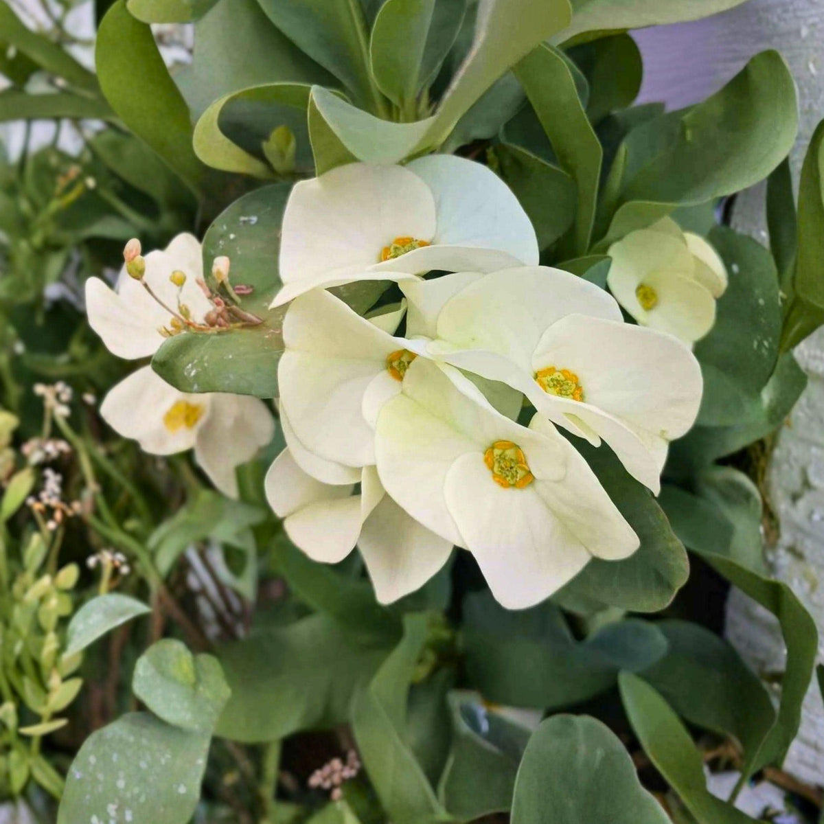 White Crown of Thorns Cutting | Euphorbia milii Succulent Starter | Large White Flower Plant for Indoor & Outdoor Gardens