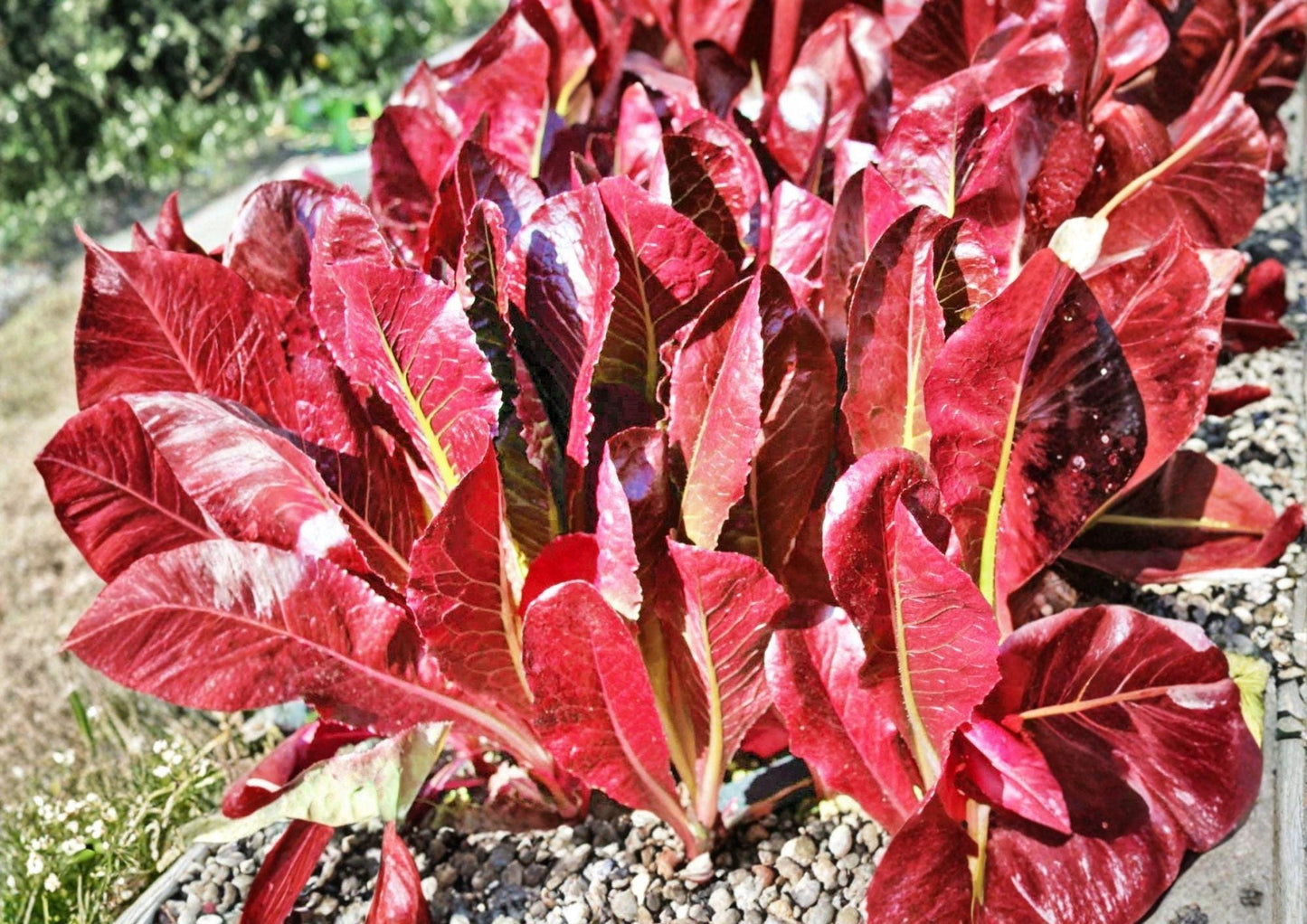 Super Red Romaine Lettuce Seeds – Heirloom, Upright Deep Red Leaves, Crisp Salad Green, Vegetable Seeds for Garden Planting