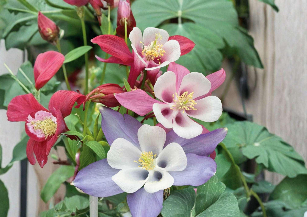 200+ McKana Giants Columbine Seeds Perennial Mix, Colorful Aquilegia Flowers for Shade Gardens, Butterfly and Bee Attractant